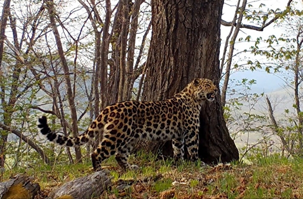 Леопарды появились в Уссурийском заповеднике в Приморье впервые за 50 лет