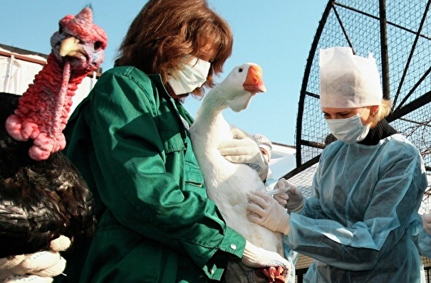 Домашних птиц в новгородских деревнях привьют от птичьего гриппа