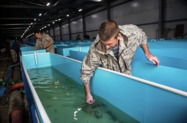 Рыбоводные заводы Хабаровского края в этом году выпустят в реки 50 млн мальков лососевых