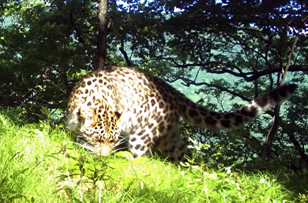 Первая самка дальневосточного леопарда, переселенная в Уссурийский заповедник в Приморье, получила имя