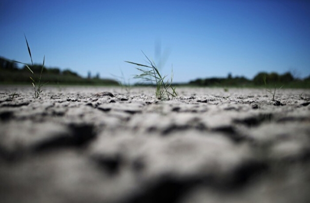 Более 230 тыс. га зерновых культур пострадали в Новосибирской области из-за погоды