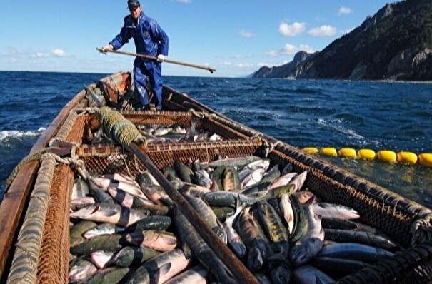 Более 6,6 тыс. тонн рыбы выловили в Сахалинской области за первую неделю лососевой путины