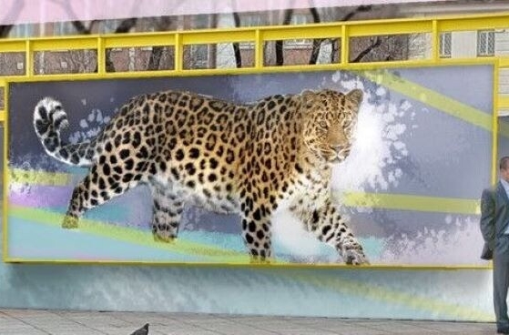 Портрет леопарда Василия появится на крупном граффити в центре Владивостока