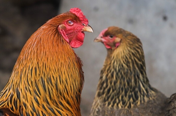 Карантин по гриппу птиц ввели еще в одном районе Удмуртии