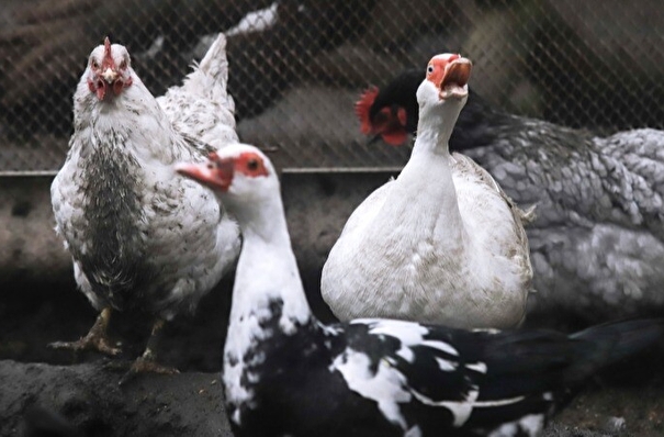 Около 1 тыс. голов домашней птицы изымут в пяти нижегородских поселках из-за вспышки птичьего гриппа