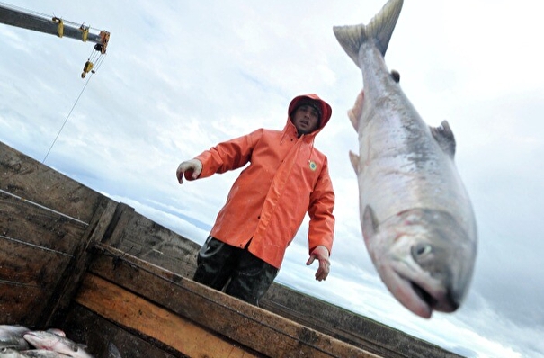 Лососевые уловы рыбаков Камчатки почти на 40% превысили показатели 2021 года
