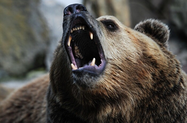 Медведь напал на сторожа на Южных Курилах, мужчина госпитализирован