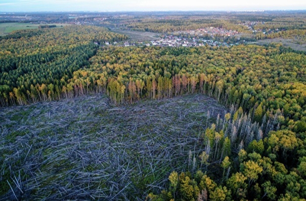 Рослесхоз: в 40 регионах РФ объем незаконно вырубленной древесины снизился благодаря увеличению площади дистанционного мониторинга