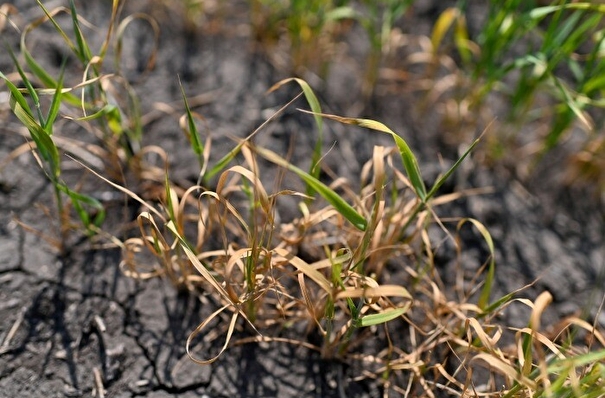 Засуха привела к гибели почти 1% посевов в Свердловской области