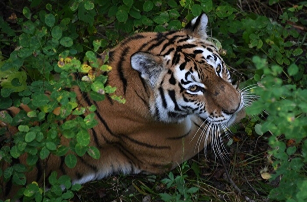 Численность амурских тигров в приморском нацпарке "Земле леопарда" стала самой высокой в мире