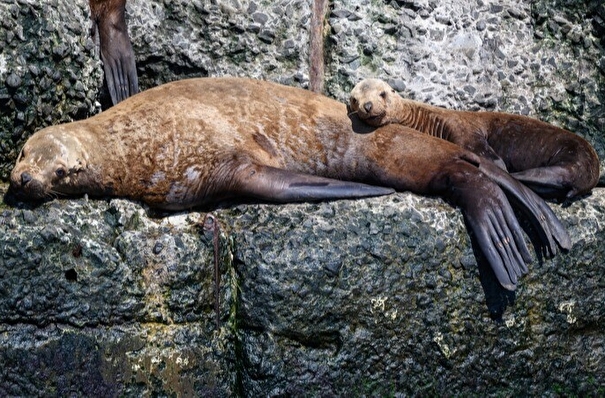 Сахалинские волонтеры спасли более 150 запутавшихся в мусоре тюленей
