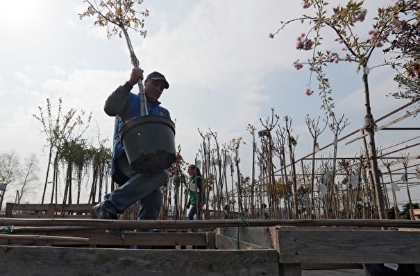 Порядка 2,3 млн деревьев высадили за три года в Кузбассе участники акции "Сад памяти"