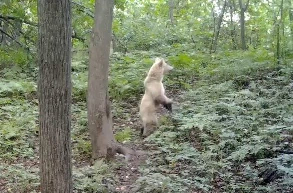 Медвежонка-альбиноса заметили в нацпарке в Башкирии
