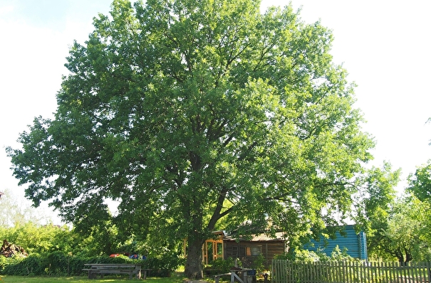 Еще один рязанский дуб вошел в реестр старовозрастных деревьев России