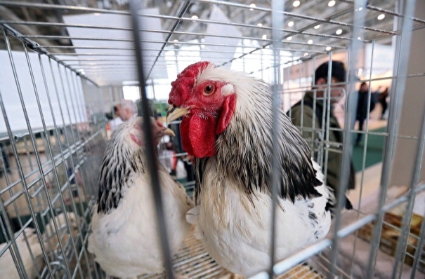 Карантин по птичьему гриппу ввели в одном из районов Коми