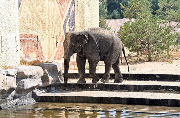 Слона Филимона привезли в Казанский зоопарк