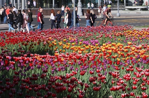 Около 15 млн тюльпанов высадят  на клумбы в Москве