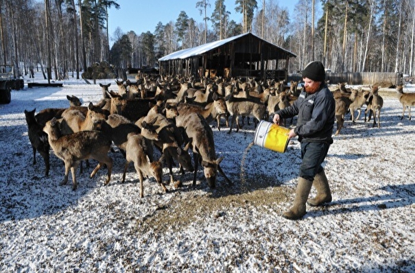 Камчатские депутаты приняли закон о господдержке местного оленеводства