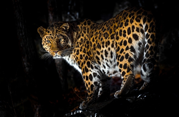 Старейший дальневосточный леопард в Приморье замечен с молодой самкой