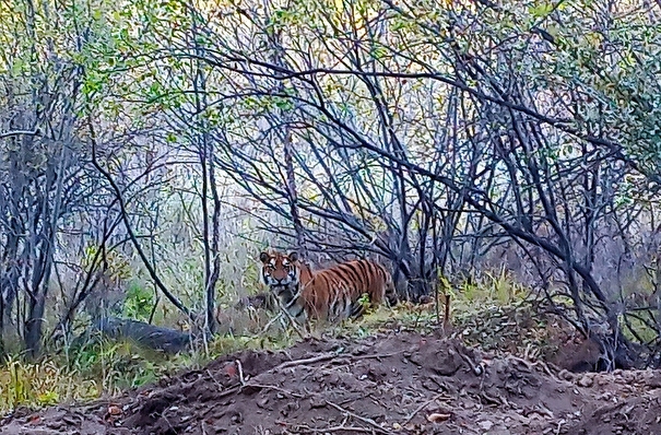 Ранее незнакомые ученым молодые амурские тигры обнаружены в Приморье