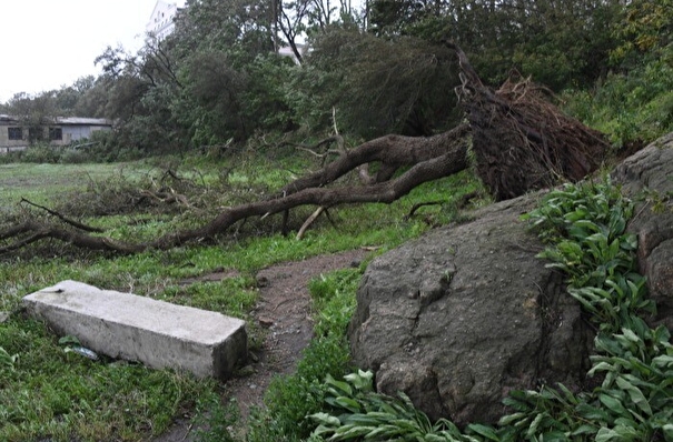 Штормовой ветер повалил десятки деревьев и оборвал электропровода в Йошкар-Оле