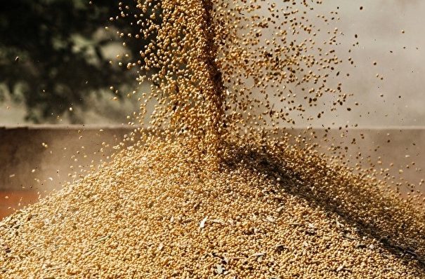 Новосибирская область выполнила план по сбору зерновых, собрано более 2,2 млн тонн