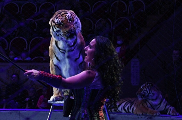 Цирк без животных - это уже не цирк, считает дрессировщица Багдасарова