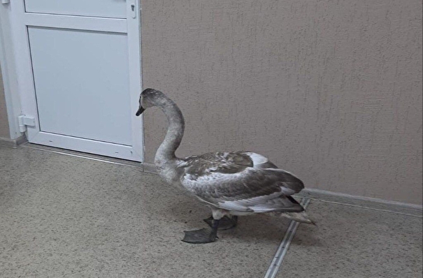 Ветеринары в Саратовской области прооперировали раненого лебедя