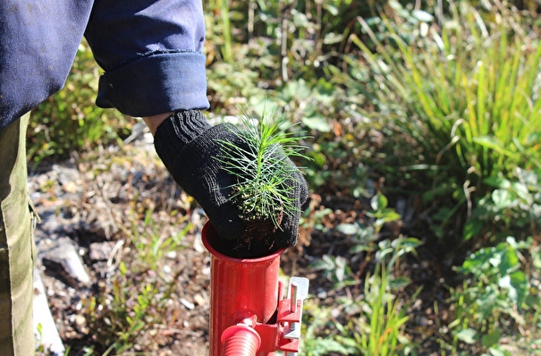 Более 1,5 млн молодых деревьев посадили в Тверской области
