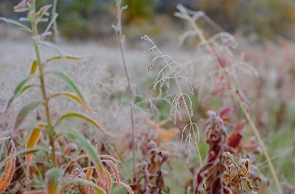 Около 3 тыс. редких растений перенесли из зоны строительства в Приамурье