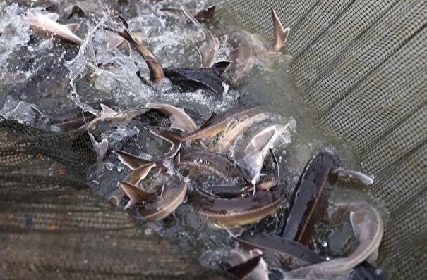 Рыбу на 7 млн рублей освободили в Ростовской области из браконьерских сетей