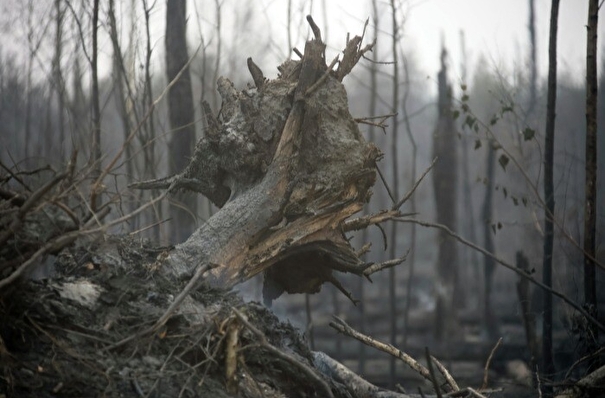 Более 10 тыс. га леса пострадало в этом году от огня в Челябинской области