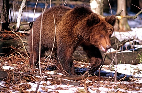 Медведь пришел к школе в сибирском городе Кедровый, его караулит полиция