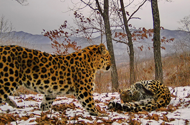 Родословную 47 дальневосточных леопардов составили в Приморье
