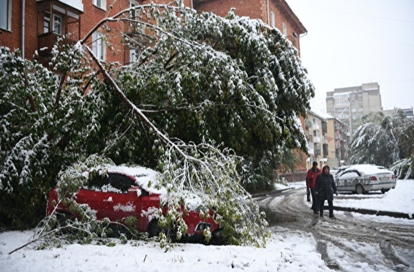Более 250 деревьев повалило ветром на Кубани, есть пострадавшие