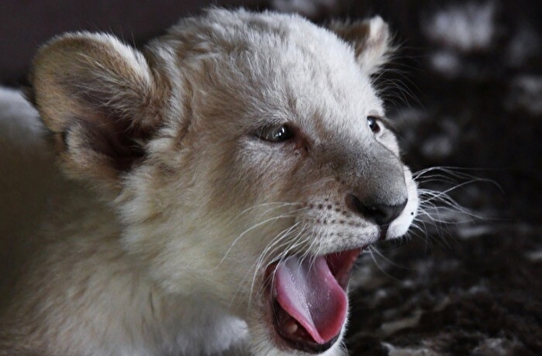 Пара львов в Белгородском зоопарке впервые стала родителями