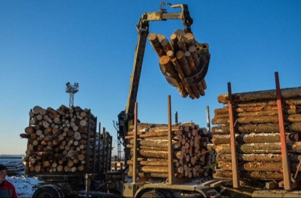 Несколько уголовных дел о контрабанде древесины в Китай возбуждено в Сибири