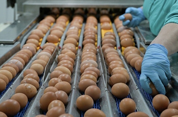 Путин объяснил рост цен на яйца и куриное мясо сбоем в работе правительства
