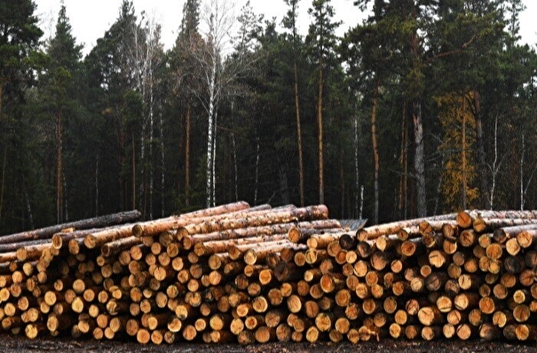 Контрабанду леса на 62 млн рублей обнаружили в Иркутской области - прокуратура