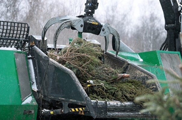 Половина петербуржцев отправляют новогодние елки на переработку