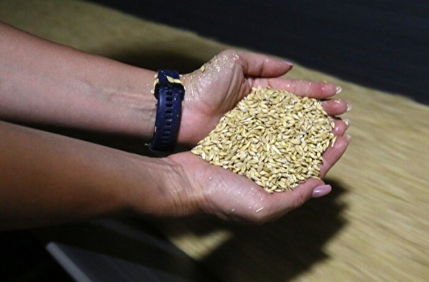 Башкирия в 2023 году удвоила экспорт зерна