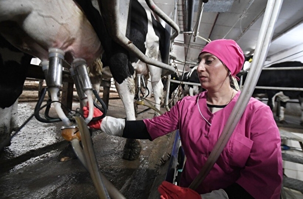 Производство мяса в Воронежской области в 2023г незначительно снизилось, молока - выросло на 1,6%