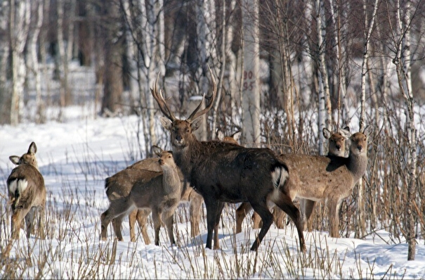 Тропы к кормушкам проложили для животных в лесах Челябинской области