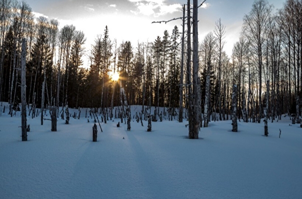 Карелия в 2024г достигнет 100% показателя соотношения восстановленных лесов к выбывшим