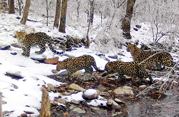 Семья дальневосточных леопардов переселилась из Приморья в Китай
