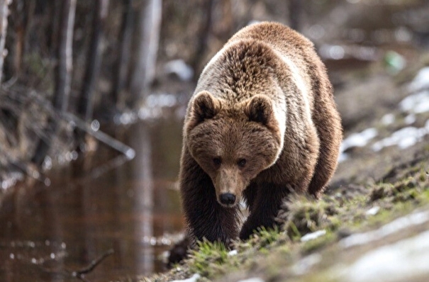 Выход медведей из спячки отмечен в лесах у Байкала