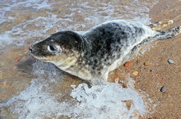 Волонтеры подсчитают новорожденных тюленят на Калининградском побережье