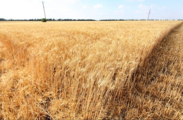 РФ в 2024г почти в 2 раза увеличит площади под твердой пшеницей