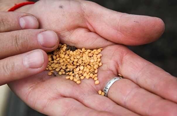 Башкирия с 2025г планирует выпускать не менее 1 тыс тонн семян местной селекции по нацпроекту