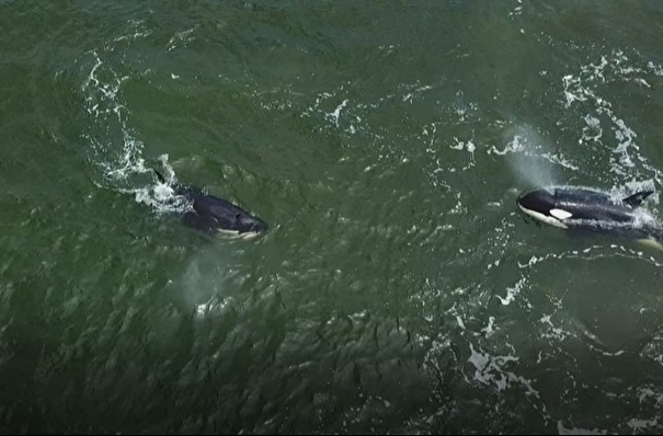 Косаток и дельфинов в Охотском море в 2025 году ловить не будут - ВНИРО
